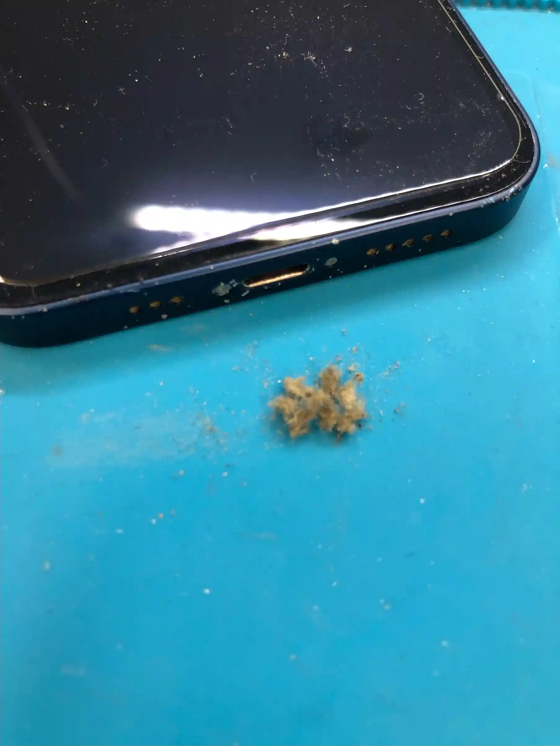 こんなにもゴミが溜まっている